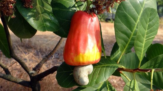 É na verdade classificado como pseudofruto