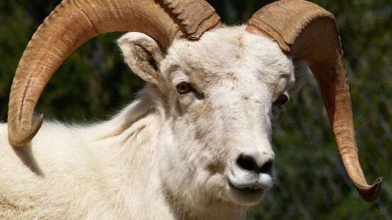 De acordo com os autores, a descoberta pode levar a tratamentos dentários eficazes usando fontes naturais