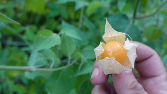 Com grande valor nutricional, a fruta pode auxiliar nos combates ao mal de Parkinson e Alzheimer