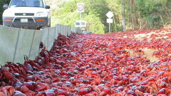 São dezenas de milhões de deles todos os anos