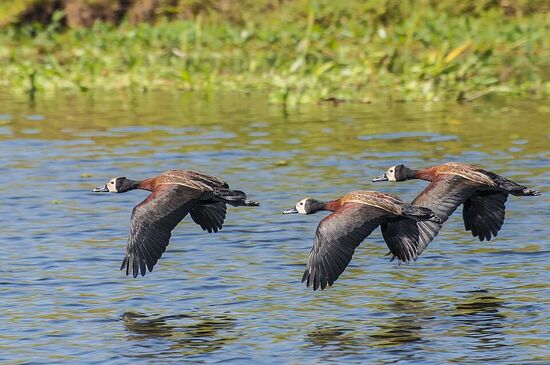 Castilho abriga uma grande variedade de espécies como jacarés, serpentes, garças e aves