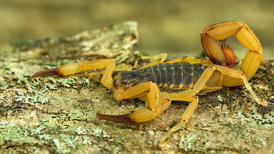 Tityus serrulatus (escorpião-amarelo) está entre as espécies mais perigosas