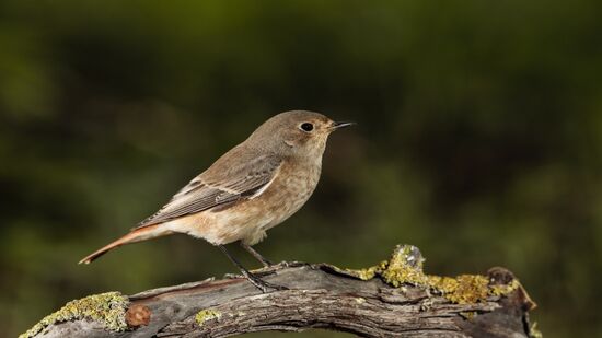 Até mesmo em grandes centros urbanos, algumas dessas aves estão presentes 
