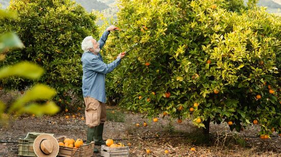 Conheça a cidade paulista que colocou o Brasil no topo da produção de laranjas em todo o mundo
