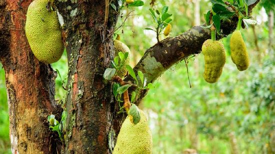 Fruta tropical cheia de sabor, nutrientes e um cheiro característico, a jaca é a maior fruta de árvore do mundo e pode pesar até 35 kg