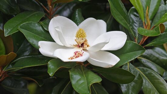 Descubra como cuidar da magnólia em vaso e transformar pequenos ambientes em refúgios verdes