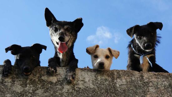 CasAdote será primeiro centro de adoção permanente de cães e gatos do Brasil