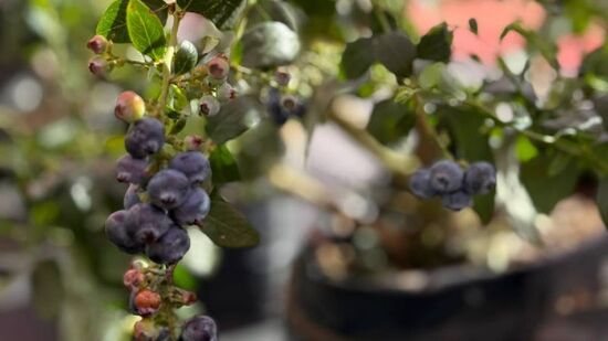 Para aproveitar ao máximo, a administração do parque indica escolher os mirtilos mais firmes e com a tonalidade azul-escura