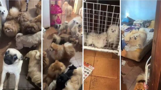 Equipe de policiais e veterinário identificou sinais de uso dos animais para reprodução