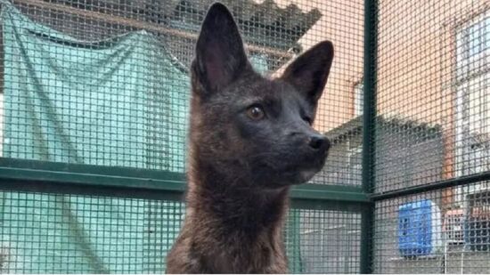 O caso é o primeiro registro detalhado desse tipo de cruzamento na América do Sul