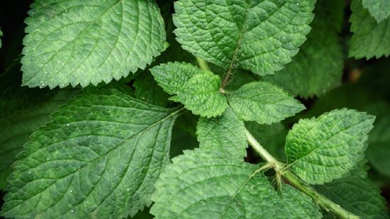 Erva-cidreira se destaca como opção natural para noites mais tranquilas