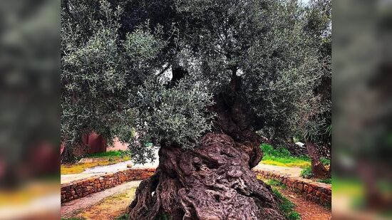 A árvore tem um tronco de 12,5 metros de circunferência na base e mais 4,5 metros de diâmetro
