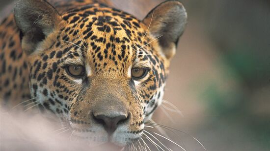 Felinos do semiárido têm porte reduzido por causa da seca e da oferta de alimento