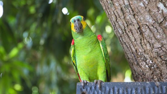 Nova pesquisa revela como o papagaio-verdadeiro estendeu a vida por meio de adaptações celulares