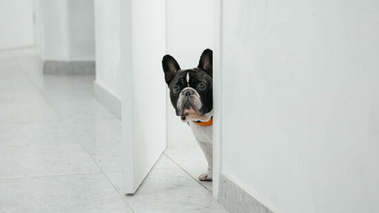 Mesmo sem ver ou aparentar ouvir nada, os animais de estimação já conseguem identificar que o tutor está retornando