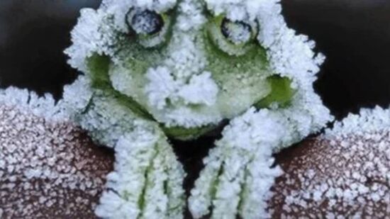 Incrível rã do Alasca sobrevive quase morta no gelo e inspira a medicina