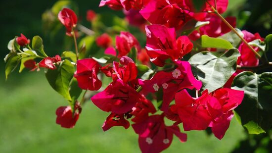 Arbustos silvestres podem ser podados fora do inverno