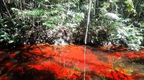 Entenda o fenômeno que deixa um rio brasileiro com água vermelho-sangue