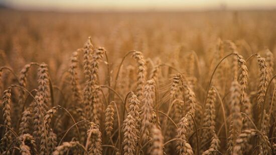 Trigo é um dos cereais mais antigos e consumidos do mundo