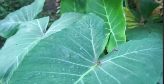 Conheça plantas que são ótimas nutricionalmente