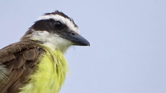 O bem-te-vi é um dos mais famosos dentro dessa lista 