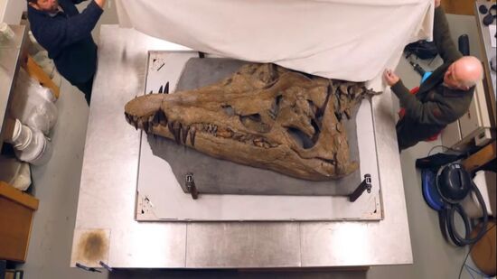 Os cientistas podem tem descoberto um dos maiores fósseis marinhos da história 