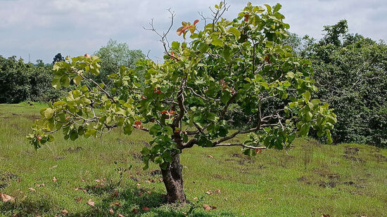 Goiabeira reúne sombra, beleza e praticidade em áreas urbanas.