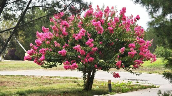 &Aacute;rvores simples de cuidar que colorem o quintal de casa