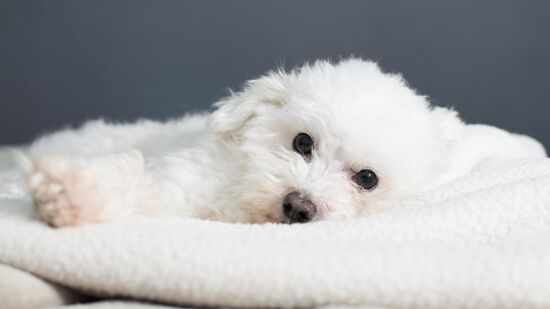 Diminuição de poodles no Brasil está diretamente relacionada com a sua popularidade; entenda