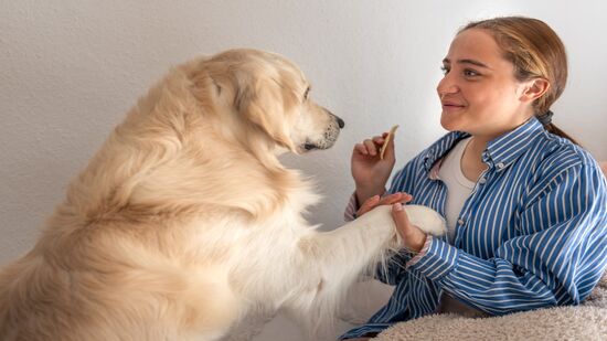 Estudos revelam como os cães compreendem sentimentos, sinais e escolhas dos tutores