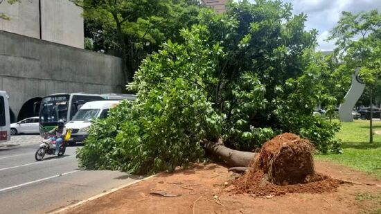 Ventania de dezembro de 2025, derrubou árvores na capital paulista