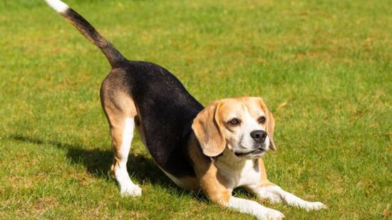 Após se esticar, se o cão se aproxima de você com o corpo relaxado, busca carinho ou traz um brinquedo, é um claro sinal de que ele está feliz e confortável em sua presença.