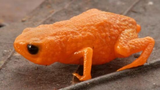 Espécie tem um pouco mais de um centimento e está localizado em Santa Catarina