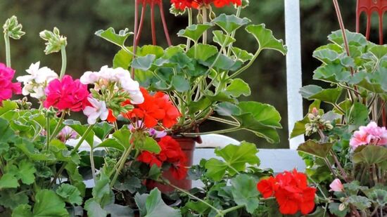 A planta primavera é ideal para cultivar em casa pequenas em apartamentos