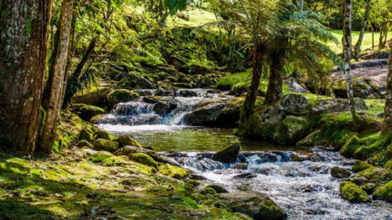 Rio correndo em meio à mata no Parque Nacional de Itatiaia. 