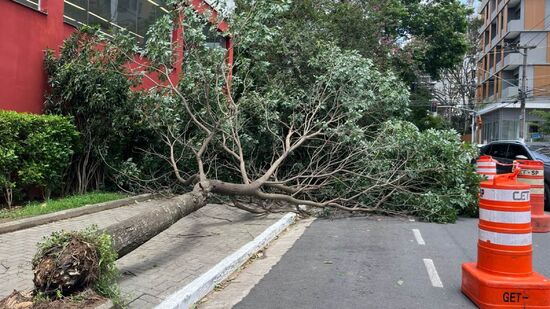 Fortes ventos derrubaram, nesta quarta-feira (10/12), duas árvores em uma mesma avenida