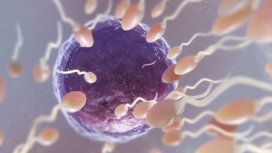 A forma que os espermatozóides se movem não parece respeitar a terceira lei de Newton