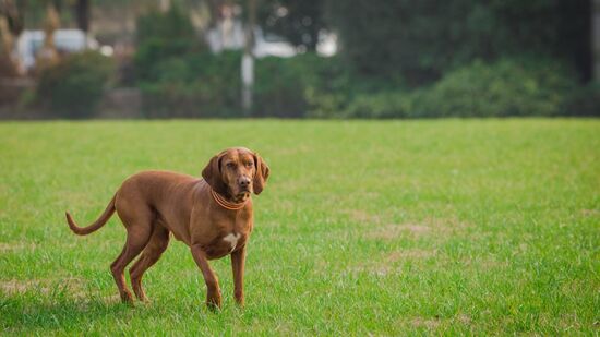 Pesquisa revelou os cachorros mais inteligentes do mundo, o pódio foi surpreendente