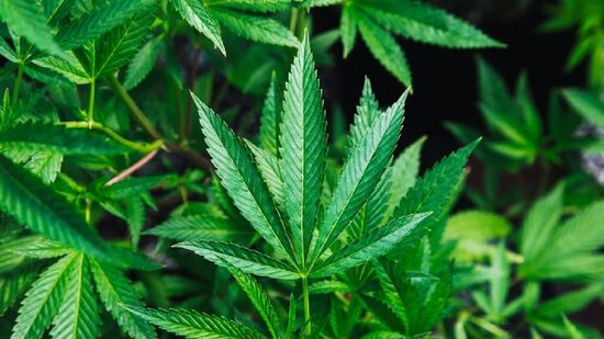 Condição provoca crises intensas de dor abdominal, náuseas e vômitos, e tem aumentado o número de pessoas na emergência