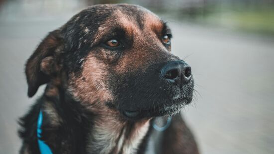 Vira-lata caramelo tem at&eacute; 90% menos chances de ser adotado