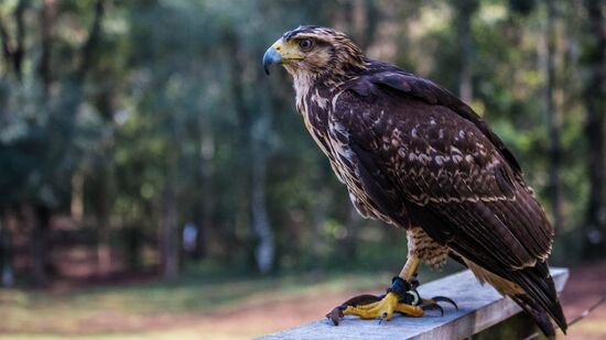 Presen&ccedil;a marcante, os carcar&aacute;s t&ecirc;m despertado a curiosidade do significado de sua apari&ccedil;&atilde;o&nbsp;nas casas