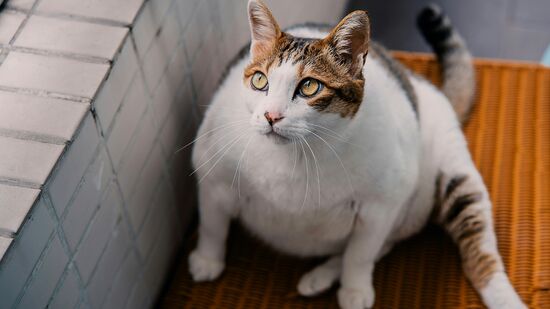 Implante baseado em GLP-1 promete ajudar gatos obesos a perder peso de forma gradual e segura