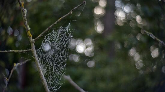 Lenda do leste europeu moldou todo um comportamento durante o Natal