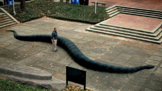 Descoberta em mina de carvão, Titanoboa funcionou como um "termômetro vivo" do planeta há 60 milhões de anos.