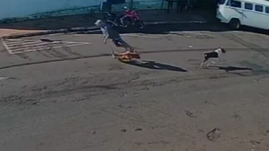 Câmeras de segurança registraram a queda após choque com o animal