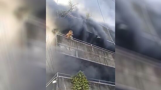 Moradora ficou presa na varanda após voltar para resgatar os pets; vídeo do salvamento viralizou nas redes sociais