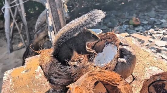 Veja como funciona a visita à Ilha de Santo Aleixo, área protegida entre Porto de Galinhas e Carneiros, com foco na preservação