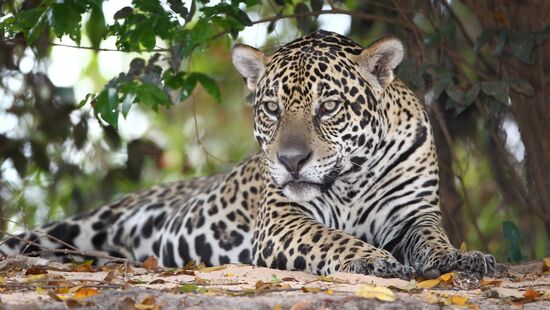 Onça no Pantanal, que entrou em lista de lugares mais lindos do mundo