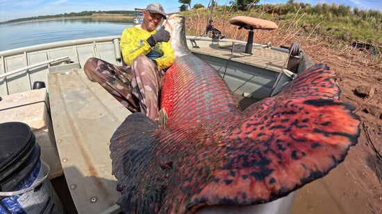 Peixe de 2,5 m e 160 kg &eacute; capturado em S&atilde;o Paulo, fora de seu habitat