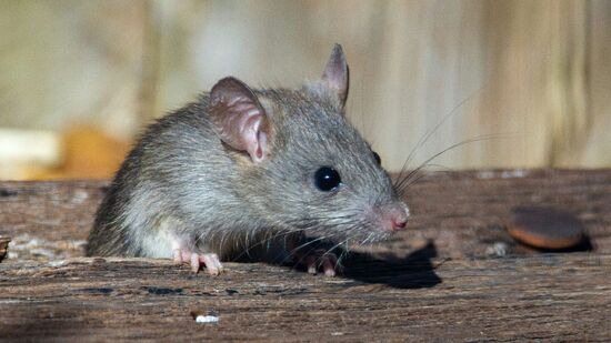 Qual é a melhor armadilha para ratos_ Confira métodos mais eficazes